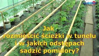 jak rozmieścić ścieżki w tunelu i w jakich odstępach sadzić pomidory