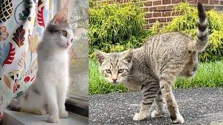 Two injured street kittens find a home together