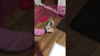 누렁씨 뽀짝시절 #dogshorts#pomeranian #puppy#shortvideo#강아지쇼츠#포메라니안#dogvideos#pets#강아지일상#애기강아지#cutedog#포메