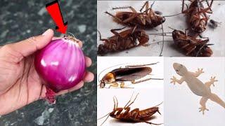 MAGIC ONION || How To Kill Cockroach, Lizard, Within 5 minutes || Home Remedy || Magic Ingredient