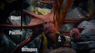 Giant Pacific Octopus at Point Defiance Zoo & Aquarium