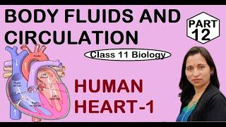 BODY FLUIDS AND CIRCULATION | HEART | HUMAN HEART -1