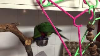 A teeny-tiny bath for our rainbow lorikeet! :)