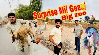 Samad Pets Vlog Ny Surprise Dy Dea