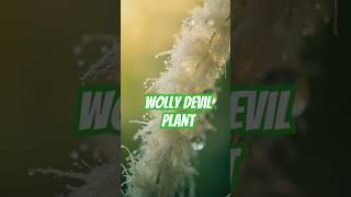 THE MYSTERIOUS WOOLLY DISCOVERY  #facts