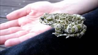 Wechselkröte - Bufo viridis