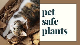 Pet Safe Plants