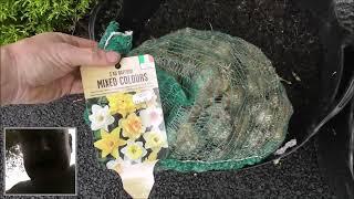 Planting100 Mixed Daffodil Bulbs in Our Belfast Garden 5th Oct 2023