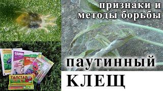 Паутинный клещ. Как распознать, какие препараты выбрать, схема обработок в течение года.