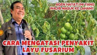 Cara Mengatasi Penyakit Layu Fusarium pada Tanaman