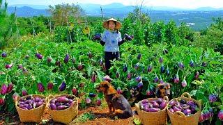 Harvest Tear-Drop Eggplants After 170 Days Of Planting To Sell At The Market, Cook, Plant Trees.