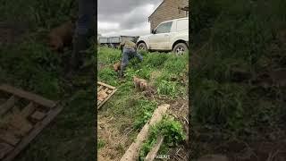 Earthdog Border Terriers aka Red Dog Pest Control