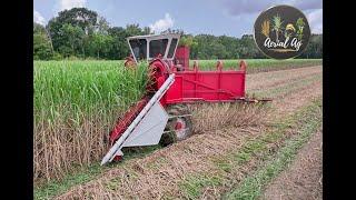 2024 Louisiana Sugarcane Planting 4K