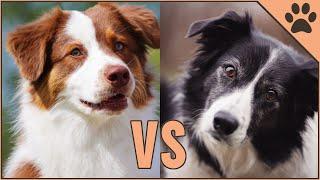 Border Collie vs Pastor Australiano ¿Qué raza de perro es mejor? | Perros Mundo