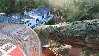 Filling the entire back yard with trees