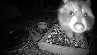 Fuzzy Raccoon Washes His Hands