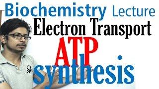 Electron transport chain and ATP synthesis