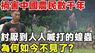 祸害中国农民数千年，在农村讨厌到人人喊打的蝗虫，如今为何不见了？#科普 #百科#蝗虫#蝗灾#农业