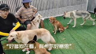 捷克狼犬与田园犬当众秀恩爱，却有个不识趣的狗子当电灯泡