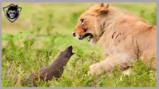 15 Unbelieve Moments! When Small Animals Defeat Big Predators | Animal Attacks