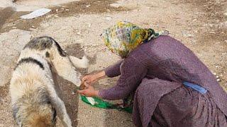 Saving the dog: closing the dog's broken leg by the mother of the family and compassion