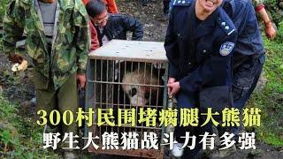 围堵野生瘸腿大熊猫，300个村民齐上阵，野生大熊猫战斗力有多强【西风探瘦马】