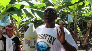 Panama Disease Treatment  Demo validation with Bishop Santoris Eyide