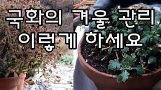 국화 죽이지 않고 밖에서 겨울나는 법/화분에 있는 국화  겨울동안 죽이지 않고 밖에서 키우는 법/국화의 겨울나기