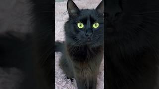 Що буває, коли розбудиш кішку #funnyshorts #cat #ukrainiangirl #wowkira