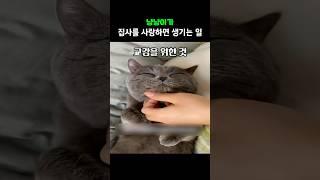 냥냥이가 집사를 사랑하면 생기는 일