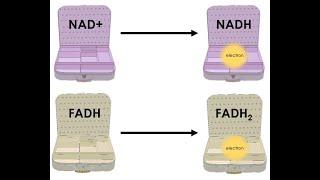 Role of NADH & FADH2 in cellular respiration