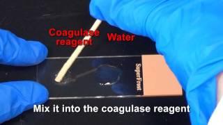 Coagulase Test