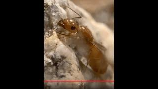How To Make An Ant Farm