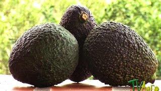 How to Cultivate Avocado - TvAgro por Juan Gonzalo Angel