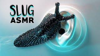 ASMR Slimy Slug Massage & Other Unique Triggers to Make You Tingle