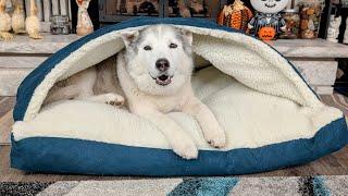 My Husky LOVES This SNUGGLE Bed!