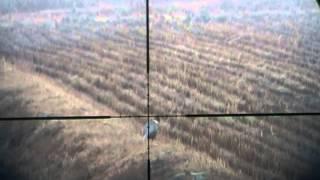 air rifle hunting pheasant 공기총꿩사냥 2013횡성수렵장 캠사격