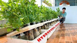 Celery Growing Rapidly Without Watering? Super-Efficient Combined Hydroponic Method!