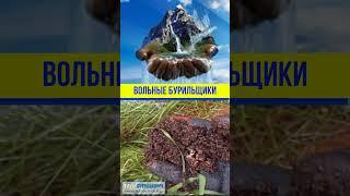 Чистка, ремонт и бурение скважин в Белой церкви и Белоцерковском районе. Чистка колодцев