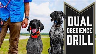 Training Multiple Dogs At Once - Pro Tips