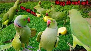 Ringneck Parrot Sounds Videos | Parrot Voice | Mitthu Ki Awaaz | Tanishu Singh Miniature