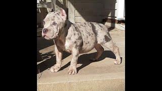 American Bully kennel tour