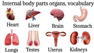 40 Basic Parts Of Body || Daily use English || Listen And Practice|| Internal Body Parts#bodyparts