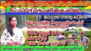 මාලු පැටවු දීල ලොකු උනාම අපි ගන්නවා | #fish_farm_in_sri_lanka | sl  anush | fish video