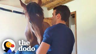 Horse Walks Into Her Dad's House For Pets | The Dodo