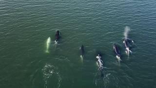 RARE WHITE ORCA WHALE PUGET SOUND -Case Inlet, Washington