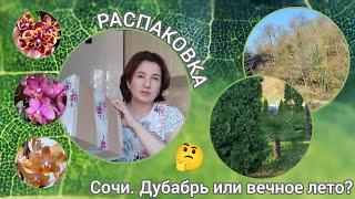 Распаковка! Фаленопсисы|Сочи, дубабрь или вечное лето?