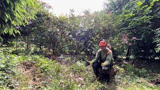 Am I Winning against the Overgrown Rhododendron & Bramble Mess! (Part 5)