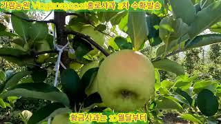 홍로,황금 사과 판매(거창 가람농원)