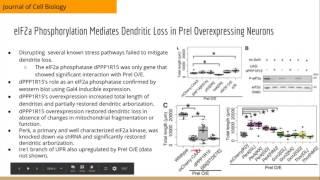 Mitochondrial dysfunction induces dendritic loss via eIF2a phosphorylation